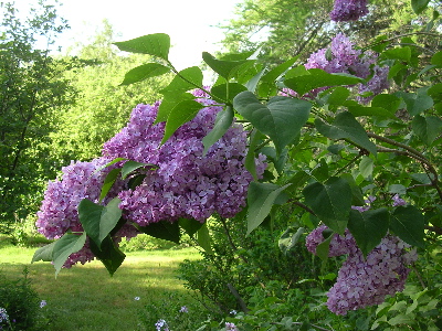 Liliac inflorit